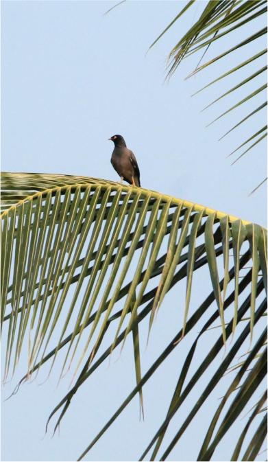 Biodiversity